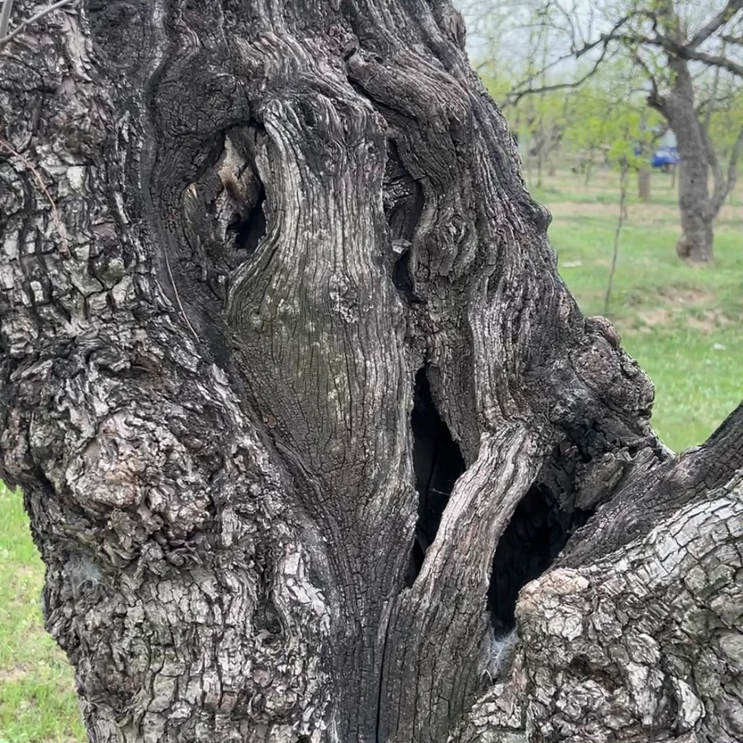 雷击枣木摆件一物一拍雕刻