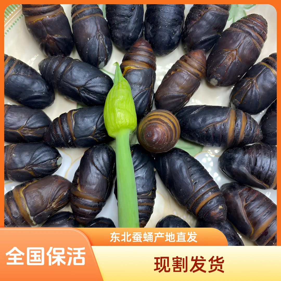 2025新蛹上市（聚划算）大黑4-5厘米活蛹茧蛹、东北特产、蚕蛹蝉蛹
