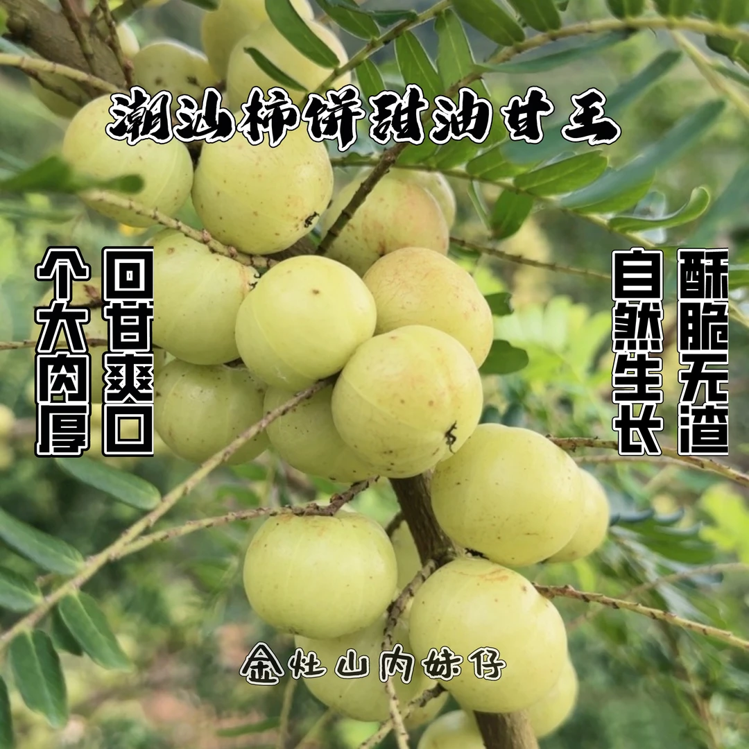 潮汕新鲜采摘油柑柿饼甜油甘果丙甜油柑1斤装