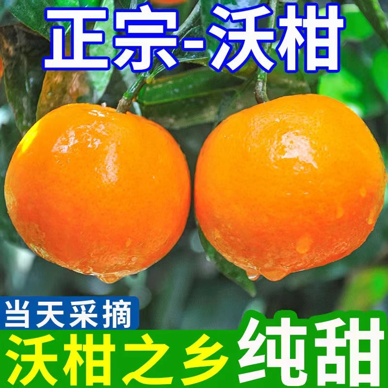 正宗广西武鸣沃柑新鲜香甜水果当季蜜桔柑橘爆汁整箱果农现摘发货