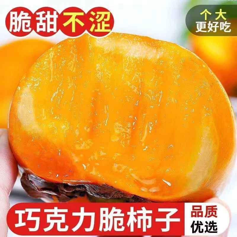 广西恭城巧克力脆柿冰糖心柿子甜脆柿子脆柿包邮新鲜香甜坏果包赔
