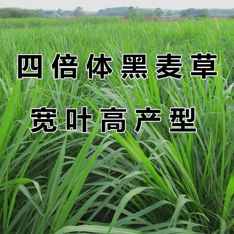 进口牧草耐寒黑麦草子种四季青多年生种籽鸡鸭牛羊鱼鹅猪养殖草种