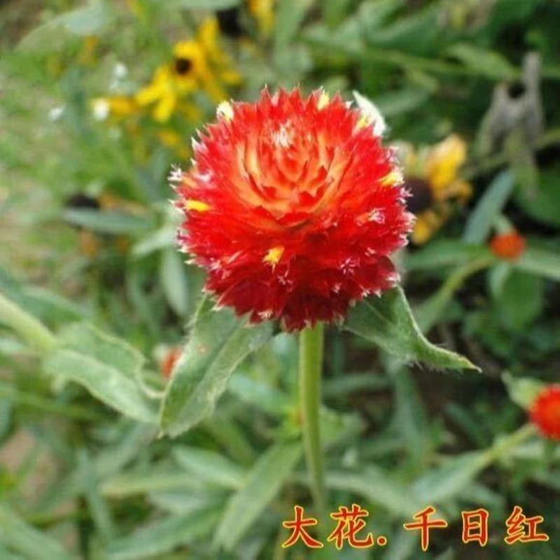 千日红百日红千日紫千日白千日粉庭院景观绿化花卉盆栽易活花籽种