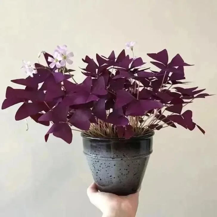 酢浆草盆栽带花紫叶醡浆草种球紫蝴蝶三叶草植物紫色幸运草耐寒