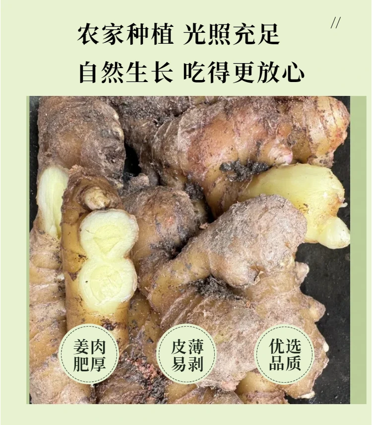 湖南高山天然农家原产地自种小黄姜窑姜老姜辛辣味十足浓郁新鲜