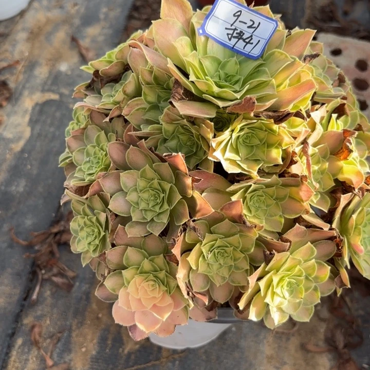 韶华断枝不包抖41