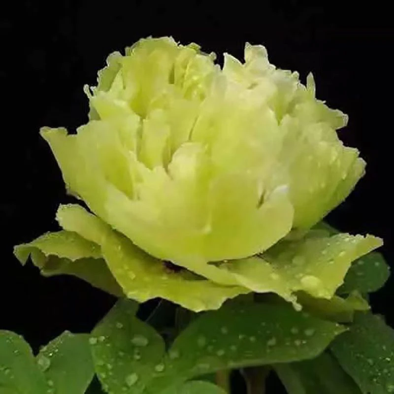 （芭茨拉）伊藤系列菏泽基地花盆阳台小院内耐寒春季