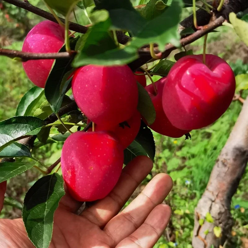 嫁接鸡心果树苗小苹果沙果树苗耐寒盆栽地栽庭院种植海棠果树苗