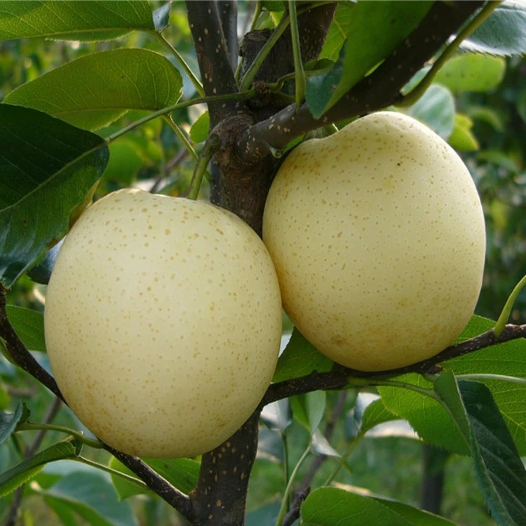 嫁接梨子苗特大脆甜黄金梨树苗南方北方种植皮薄汁多梨苗当年结果