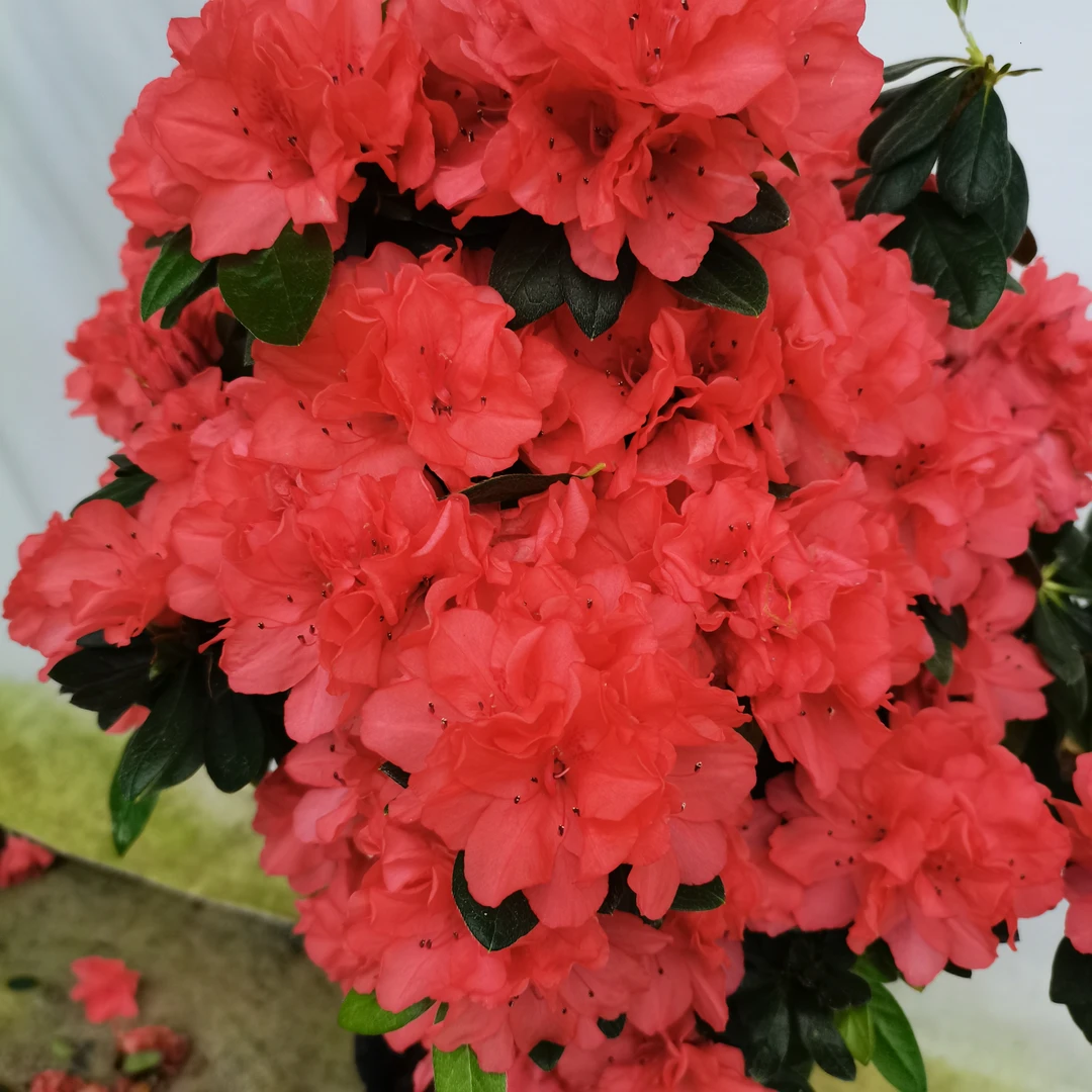 东洋鹃红珊瑚丹东红杜鹃耐寒耐热绿植花卉