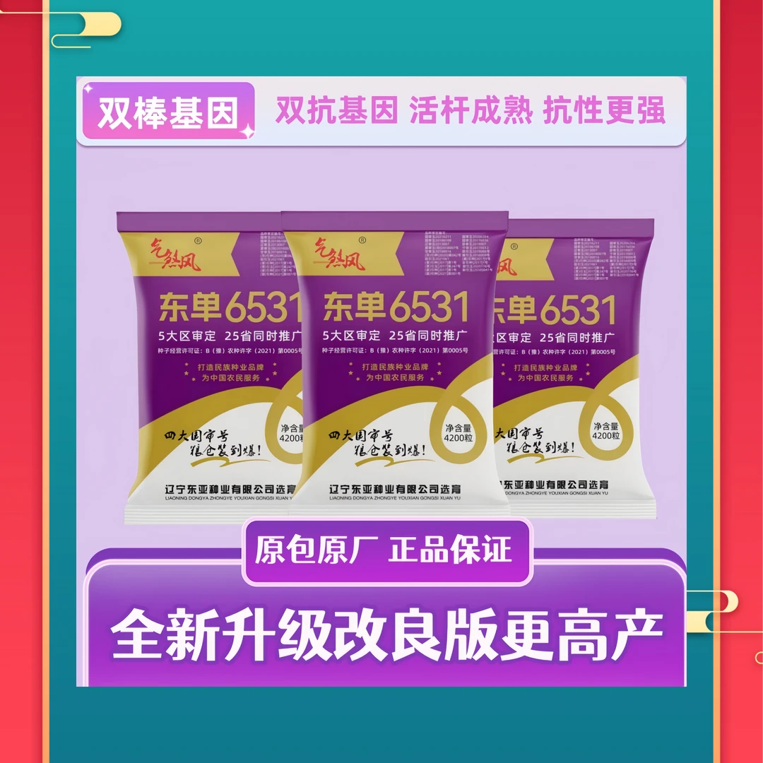 五大区审玉米种子-东单6531-瑶