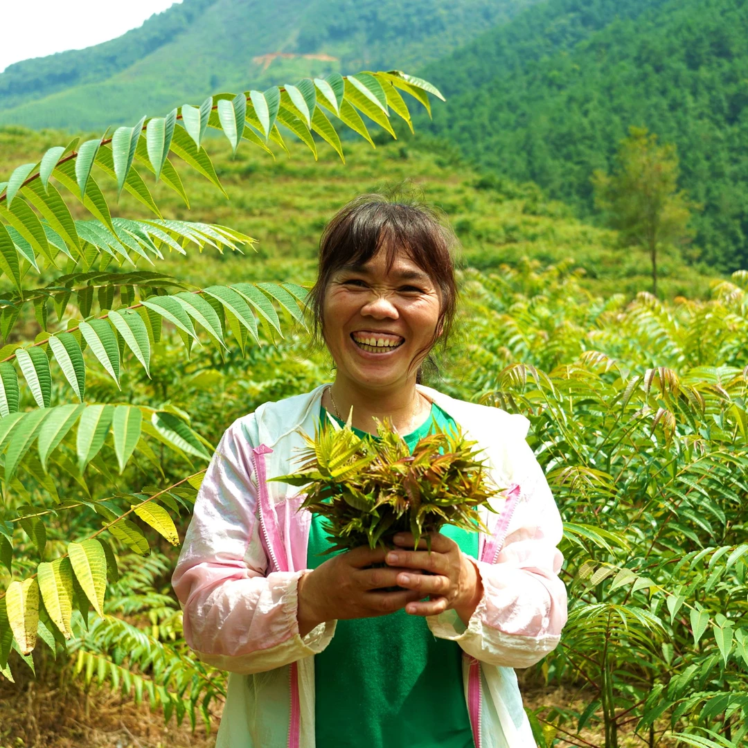 广西百色高山香椿嫩芽2斤香味浓郁大冰袋保鲜【基地直发 顺丰配送】