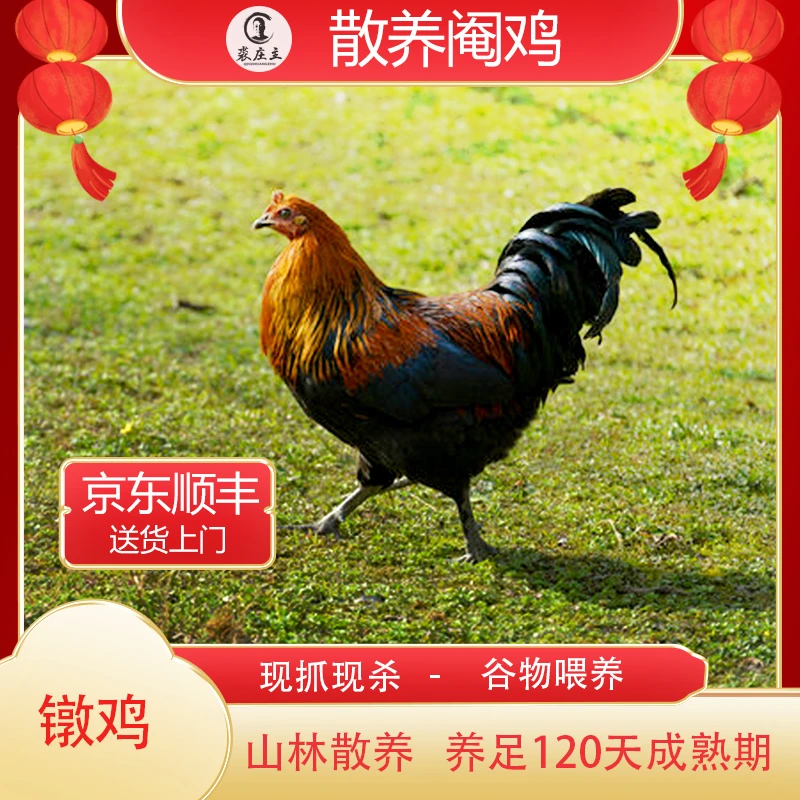 【白切/葱油】江西生态散养120天左右镦鸡/阉鸡屠宰后约2.5-3.4斤