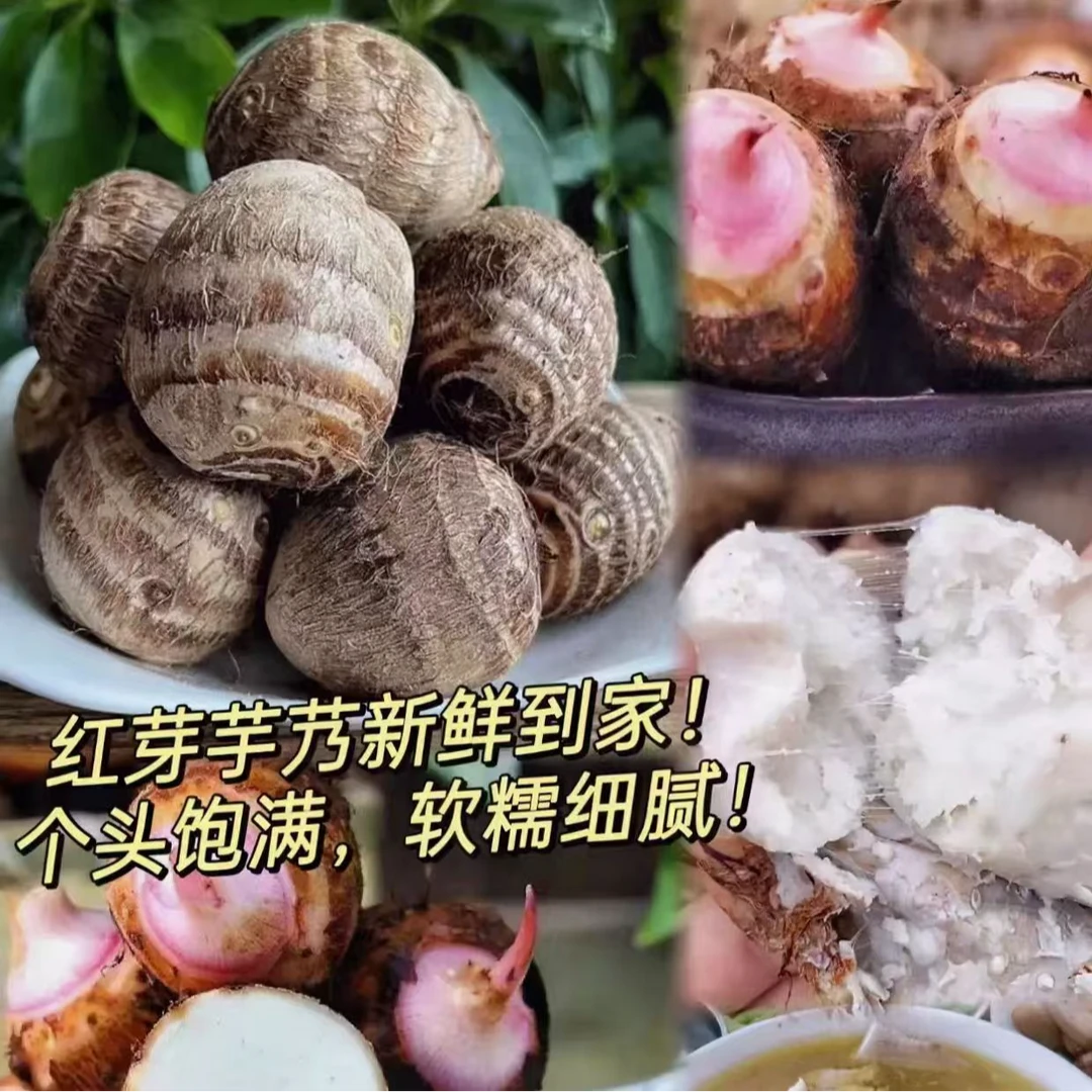 江西芋头红芽芋江西农特产