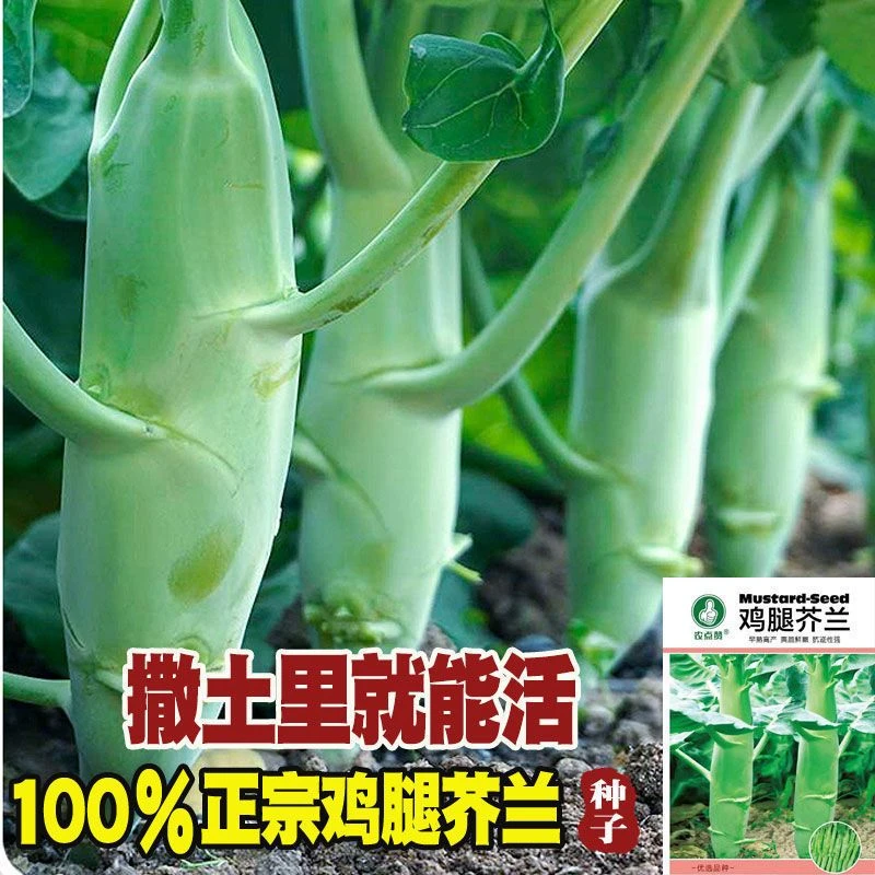 【埋土就活】甜脆鸡腿芥兰种子早中熟蓝种耐寒营养生吃四季播蔬菜