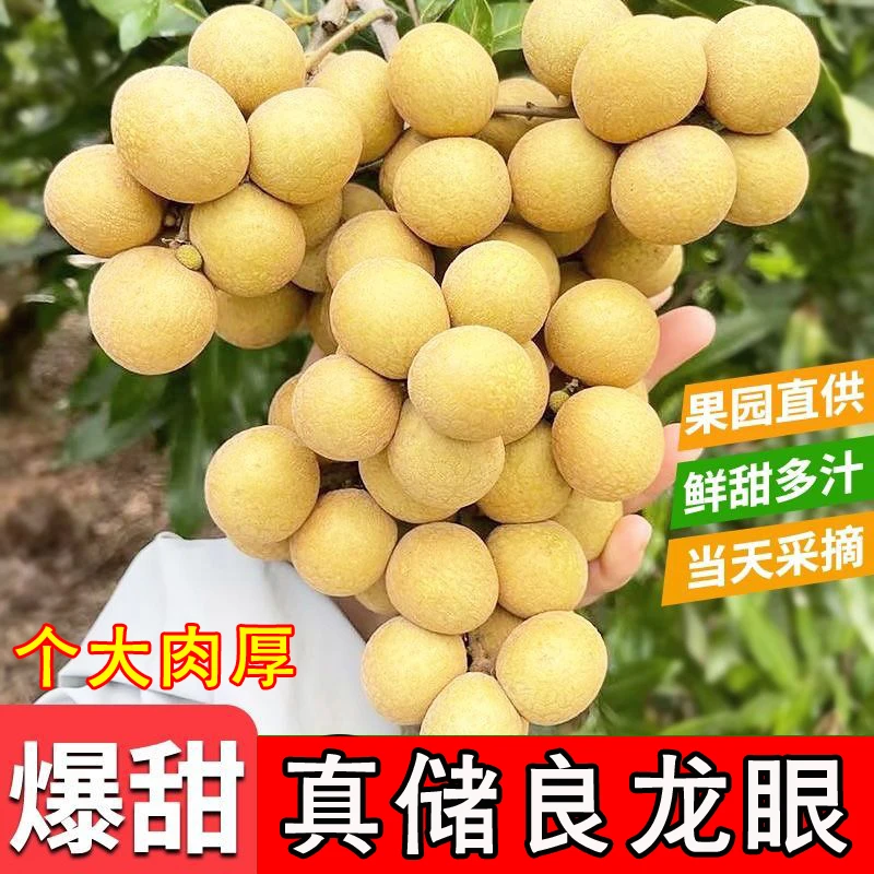 【中通冷运】新鲜储良龙眼 当天采摘广西桂圆鲜龙眼核小肉厚个大