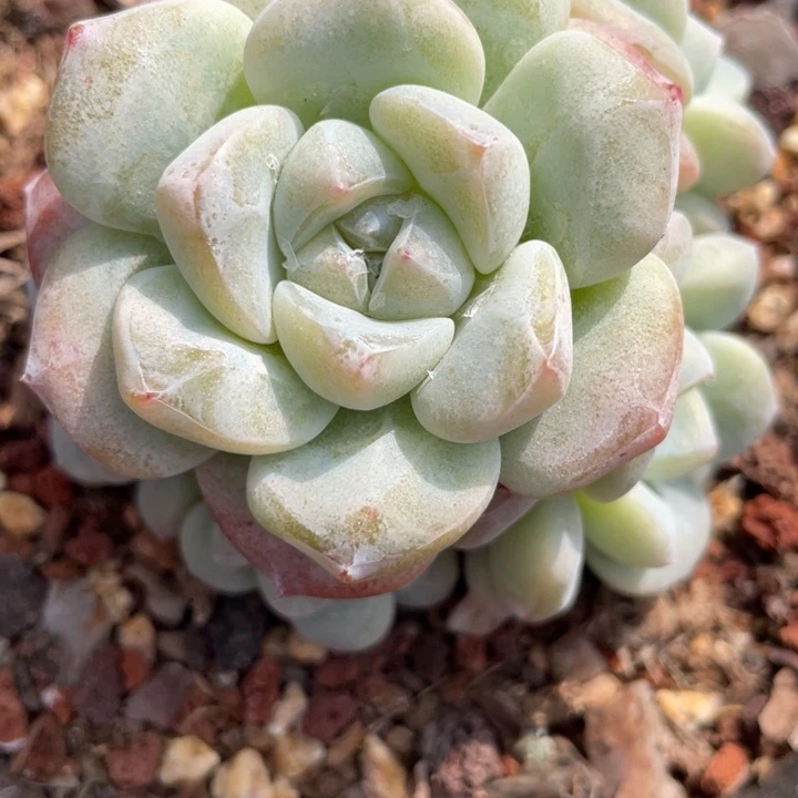 我的小可爱们都好可爱啊呜呜