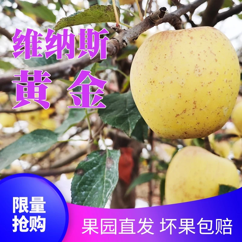 【礼盒】黄金维纳斯苹果12个约5斤