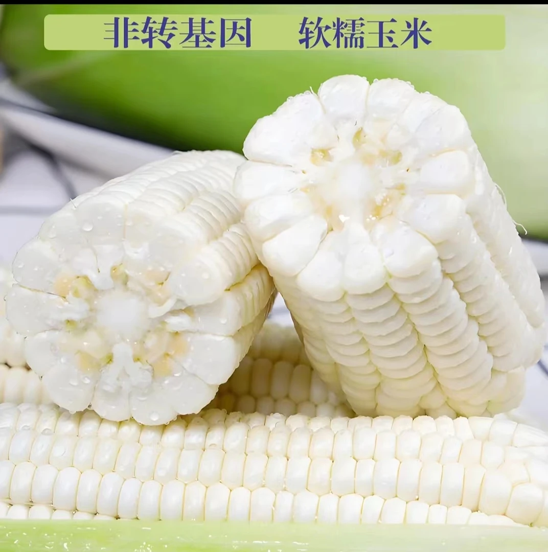 新鲜白糯玉米山东农家自种新鲜现摘现发绿色原生态农产品软糯香甜