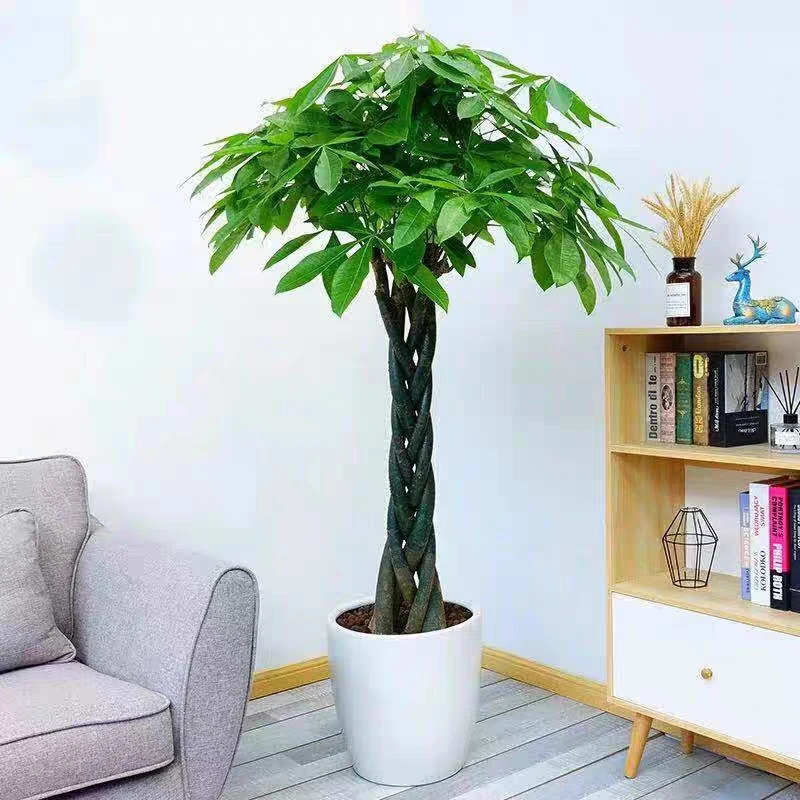 成都五辫发财树招财植物辫子发财树客厅办公室绿植开业乔迁送礼
