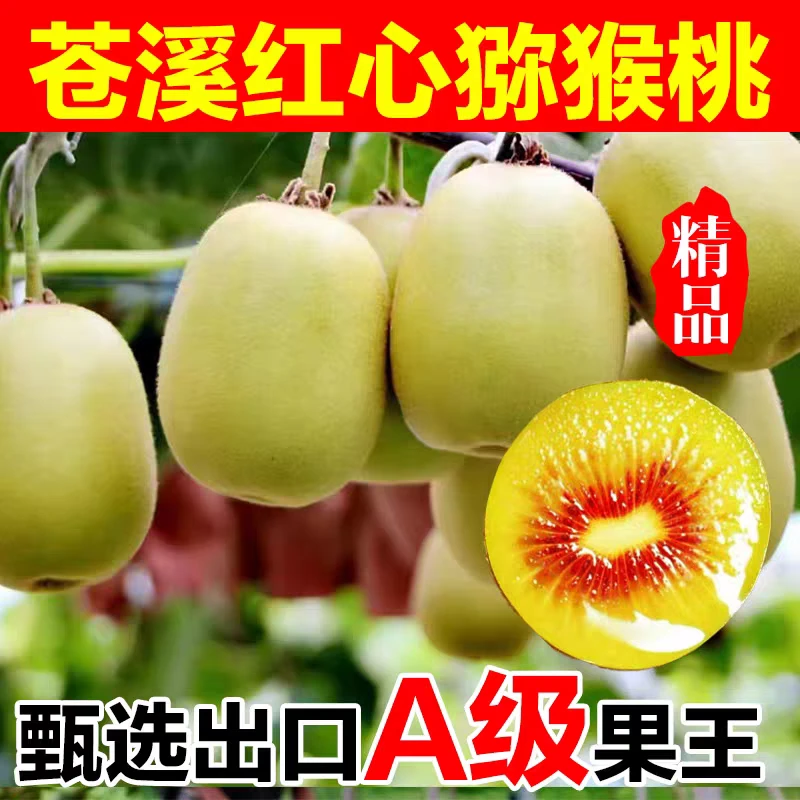 【正宗苍溪红心猕猴桃】中国红心猕猴桃之乡，自家果园，产地直发。