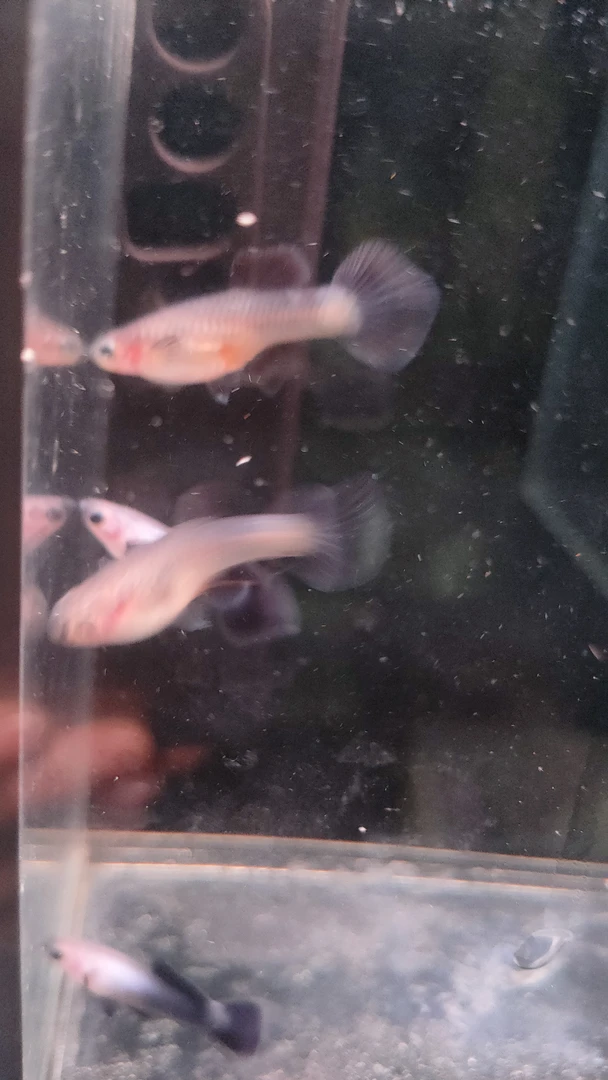 精品孔雀鱼越系熊猫鱼1对