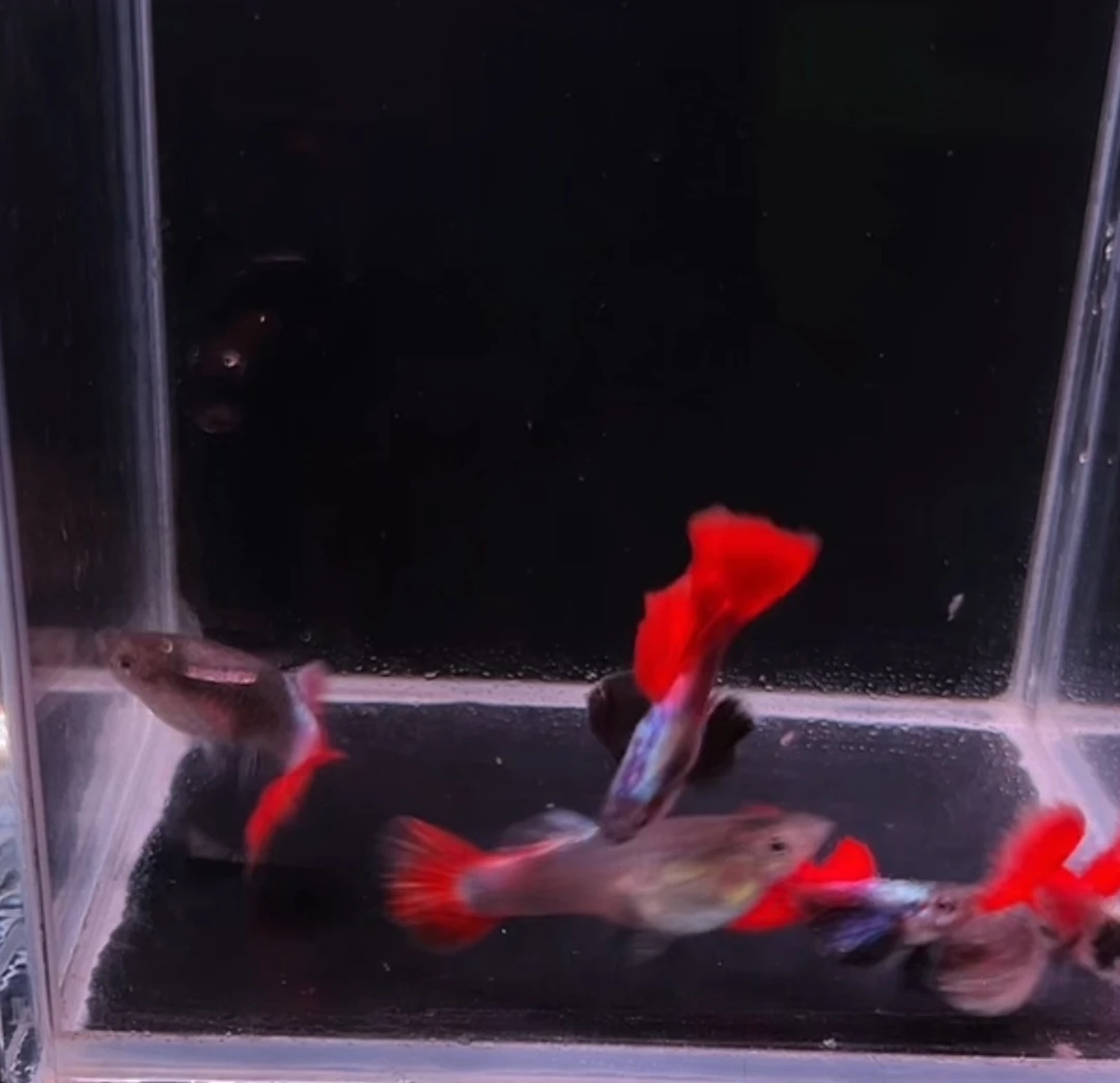 观赏鱼白金象耳球2对