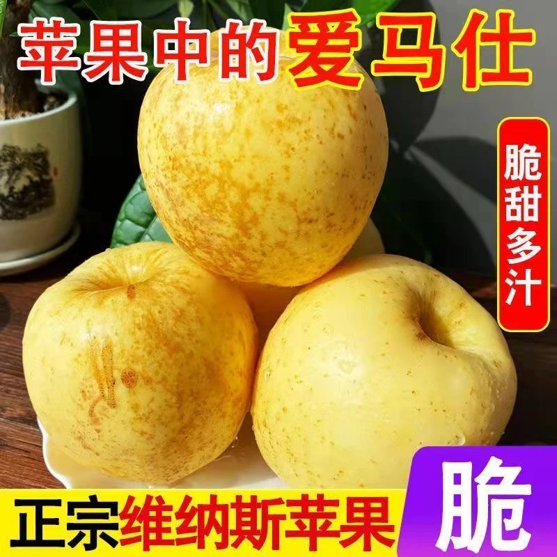 正宗山东烟台栖霞黄金维纳斯苹果新鲜水果奶油黄金维纳斯红富士