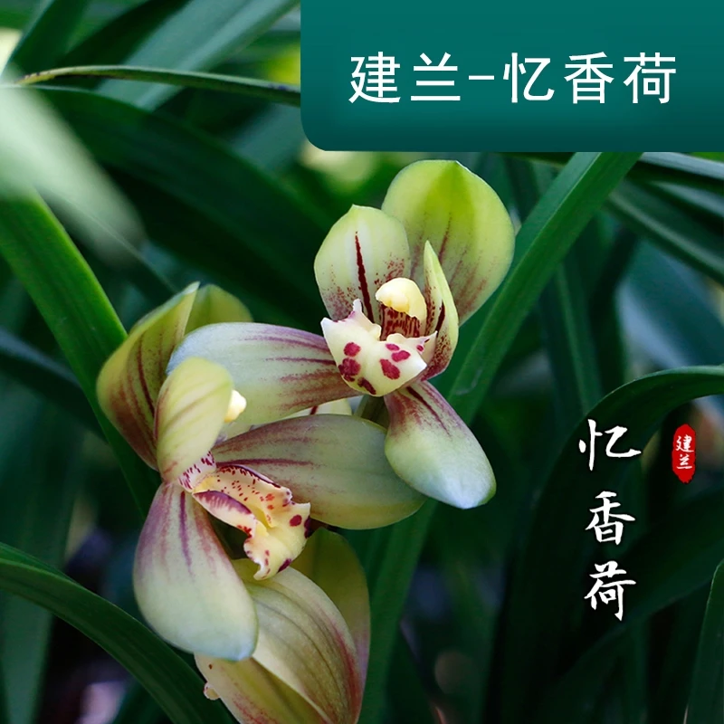 兰花苗建兰忆香荷正格格瓣型兰花好养易活易开花植物盆栽