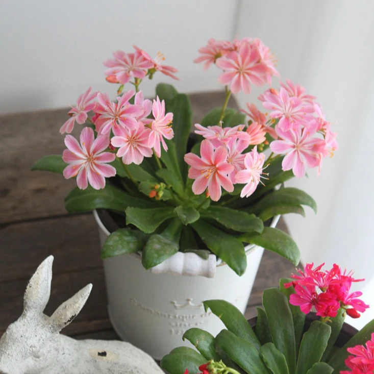 露薇花盆栽露微花琉维草庭院花卉植物四季开花好养带花营养土