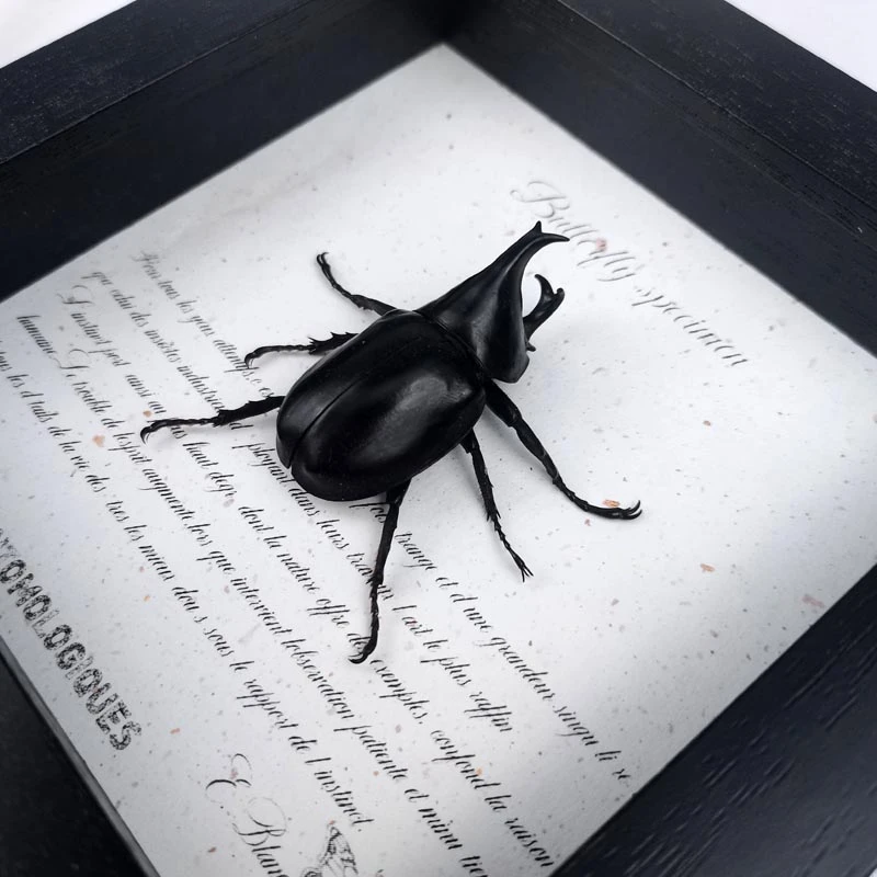 姬兜雄热带雨林甲虫儿童节生日礼物