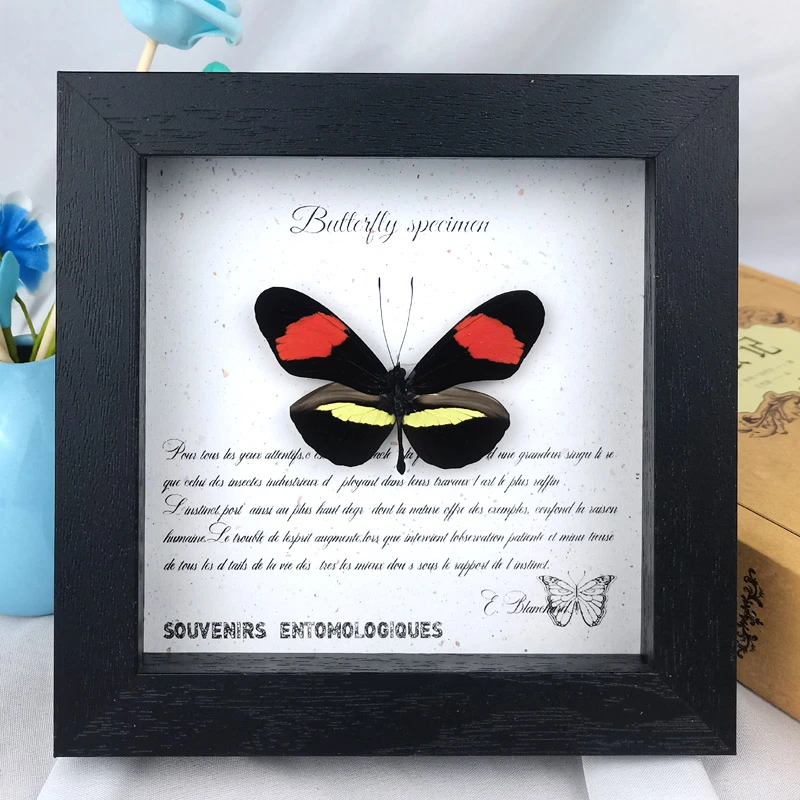 诗神袖蝶蝴蝶标本真蝴蝶生日结婚礼物