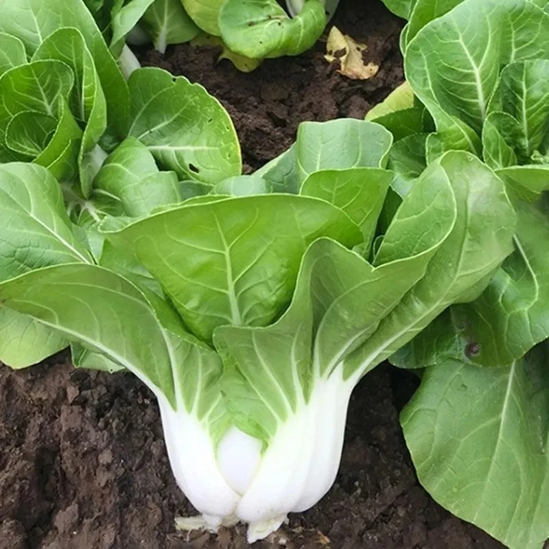 新鲜小白菜蔬菜矮脚黄白菜青菜霜降白菜湖北农家露天种植小白菜