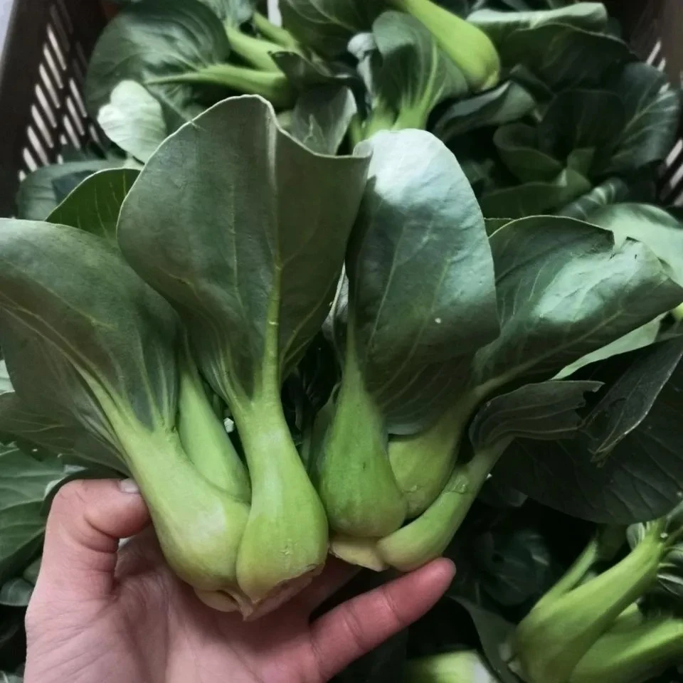 湖北农家新鲜白菜上海青小白菜露天小青菜小油菜软糯香甜现摘现发