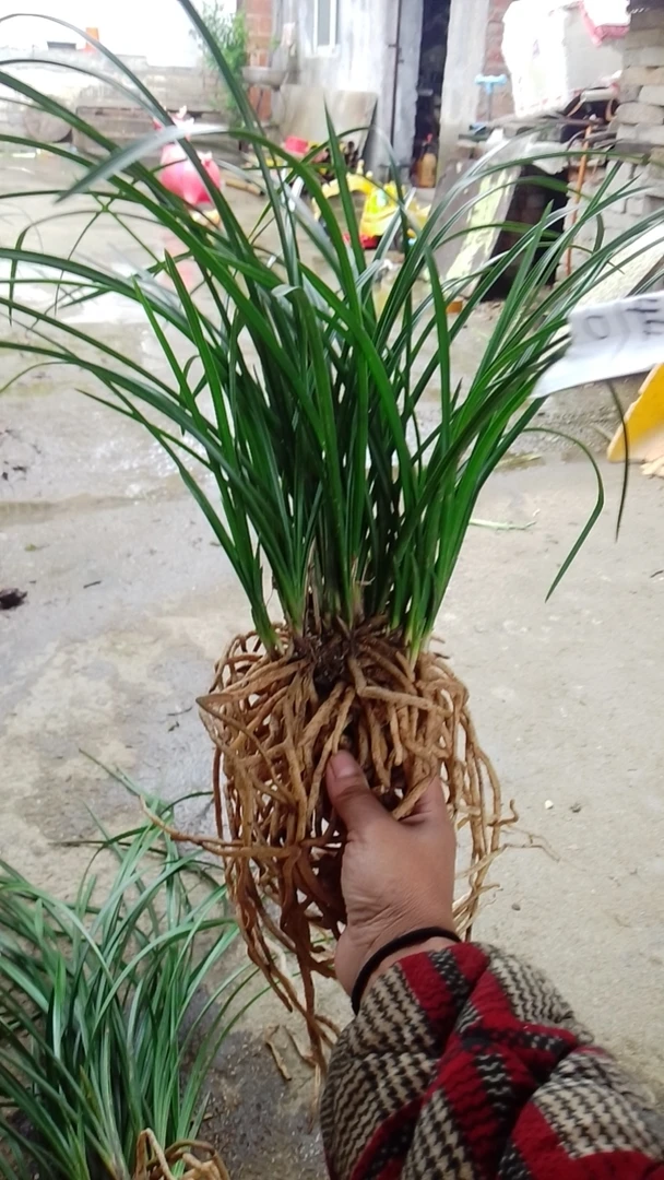 观赏兰花直播间一物一拍私自下单不发货