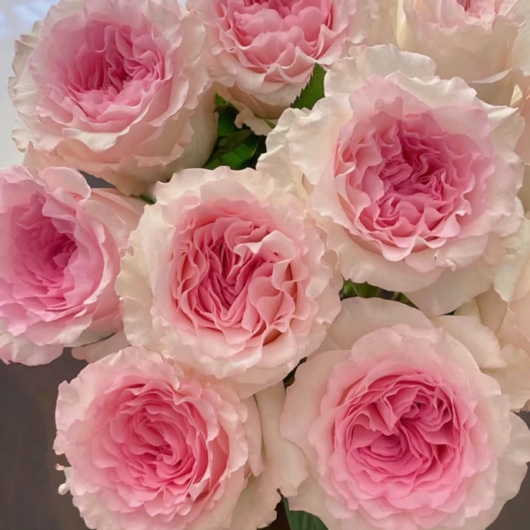 （1.5加仑）洛神 月季花苗灌木阳台庭院花卉