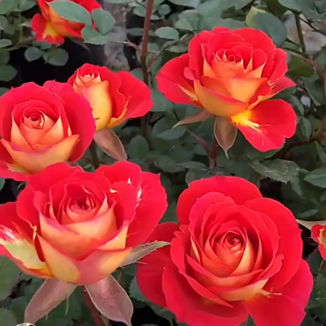 (一盆多颗)双鱼座 二乔 灌木月季花卉