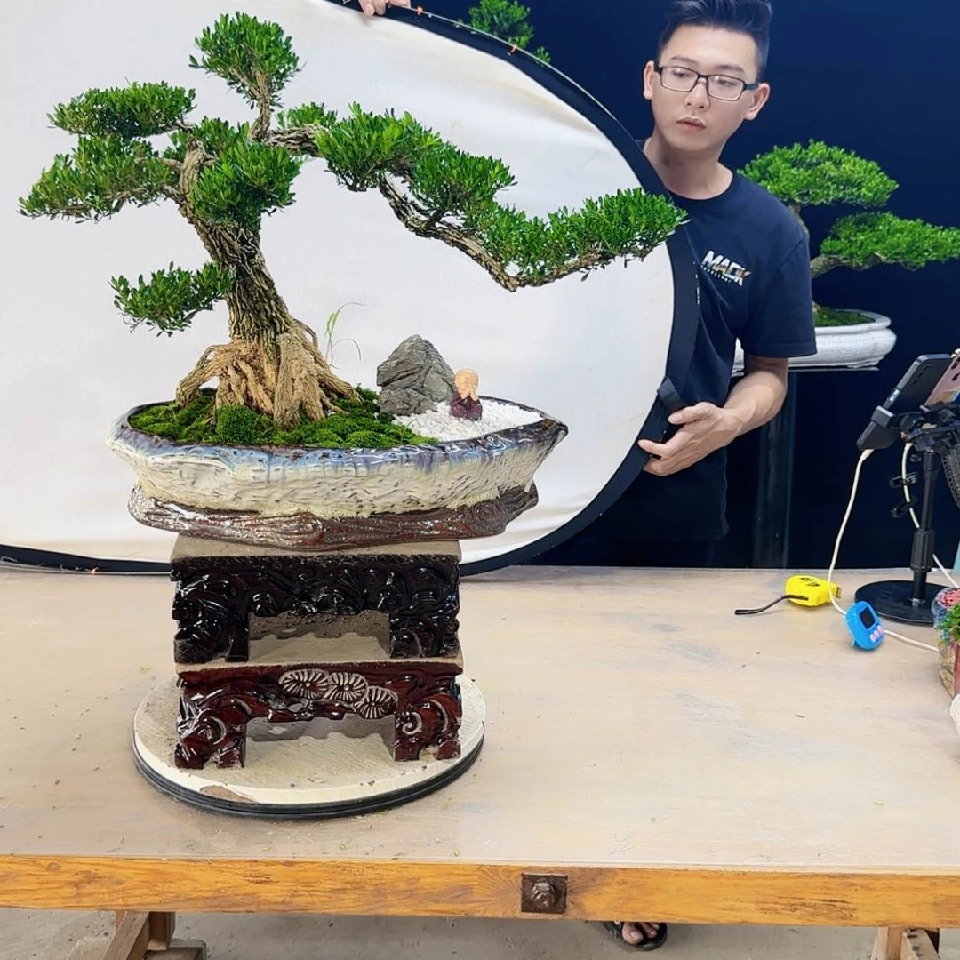 【闪购商品】高端盆景艺术作品