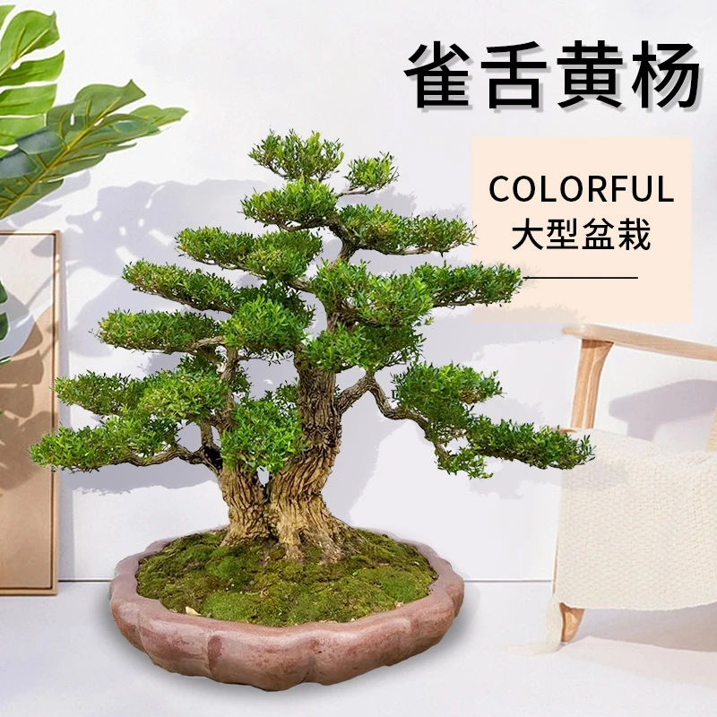 皱皮迎客松雀舌盆景植物室内罗汉松盆景罗汉松盆景树老桩