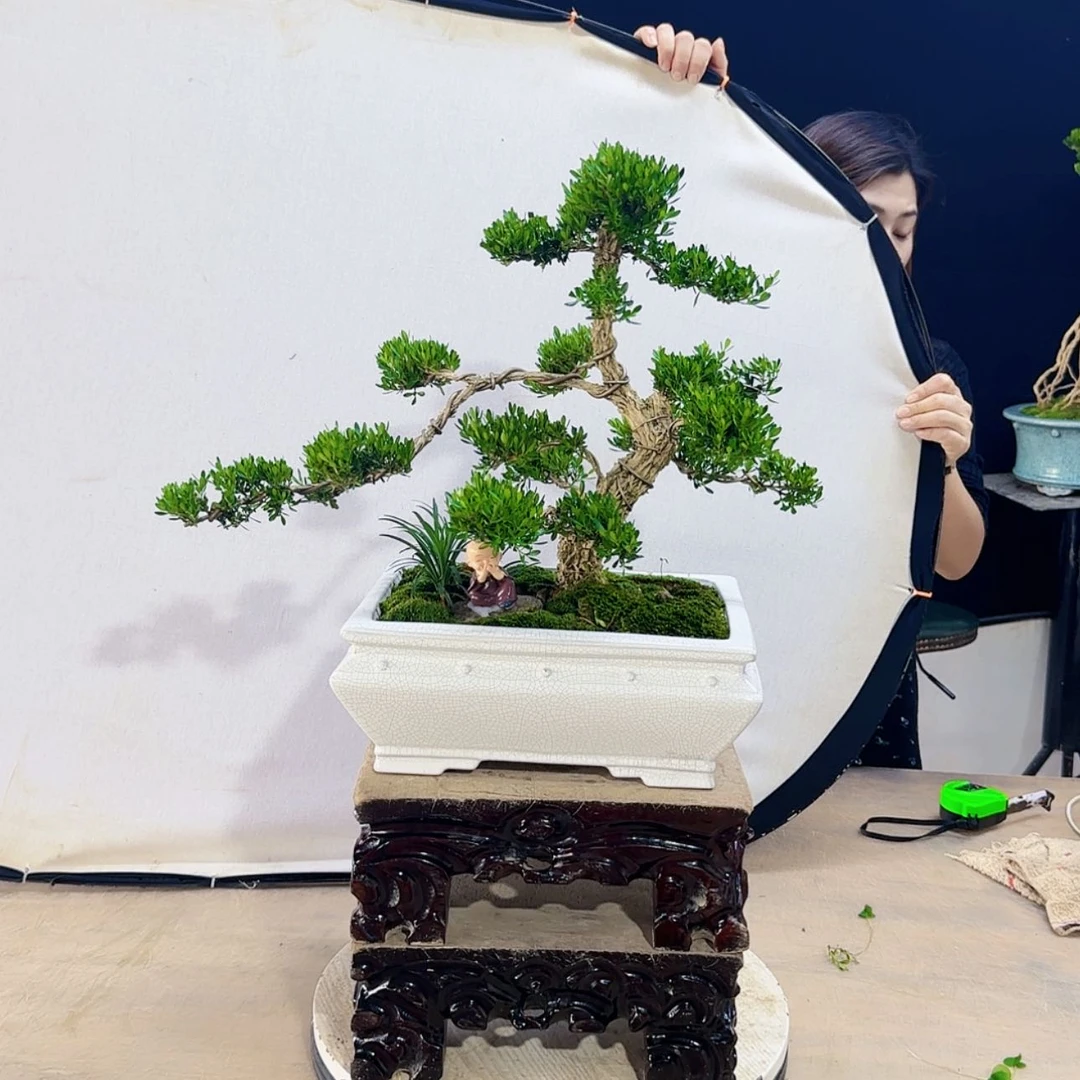 【闪购商品】高端盆景