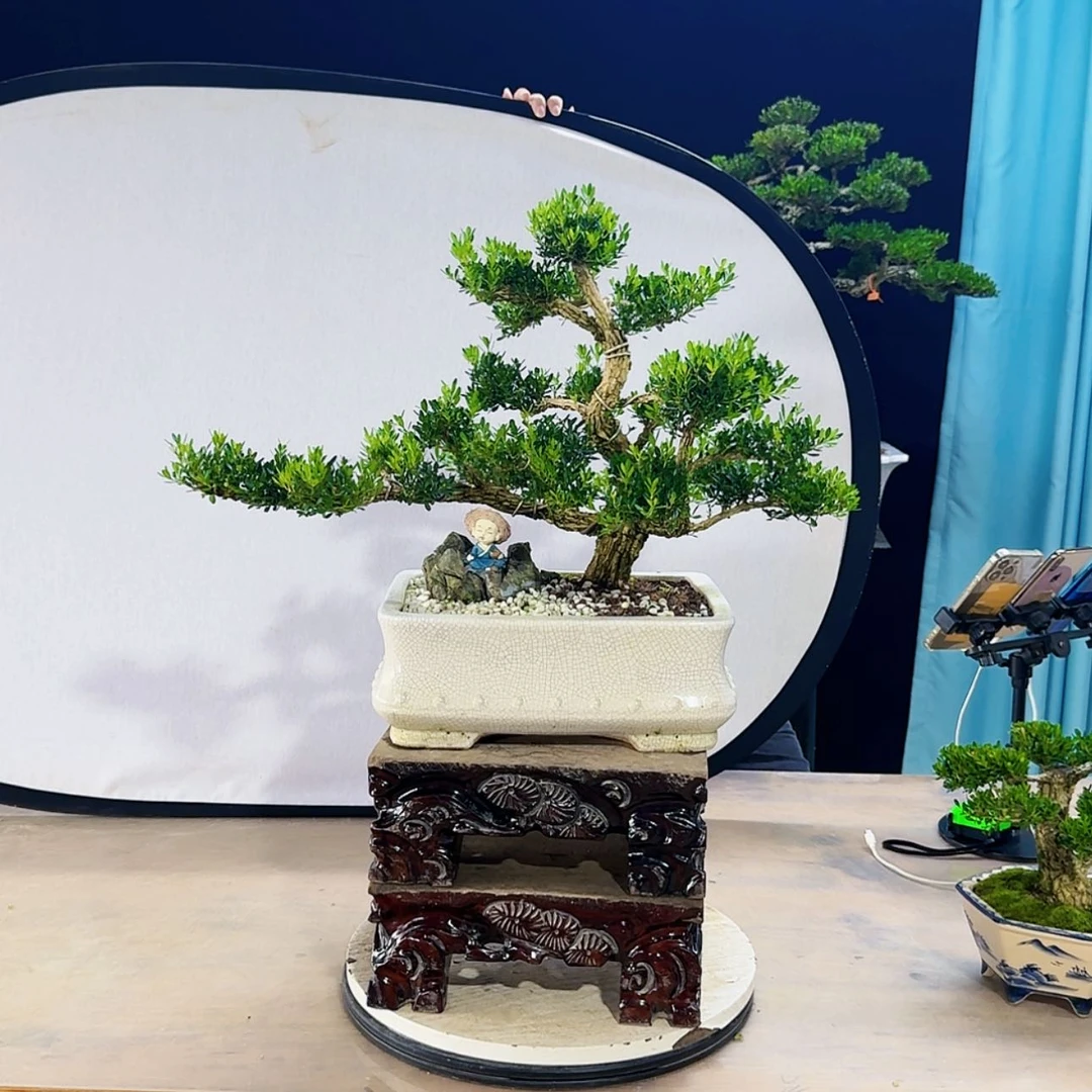 【闪购商品】高端黄杨盆景艺术