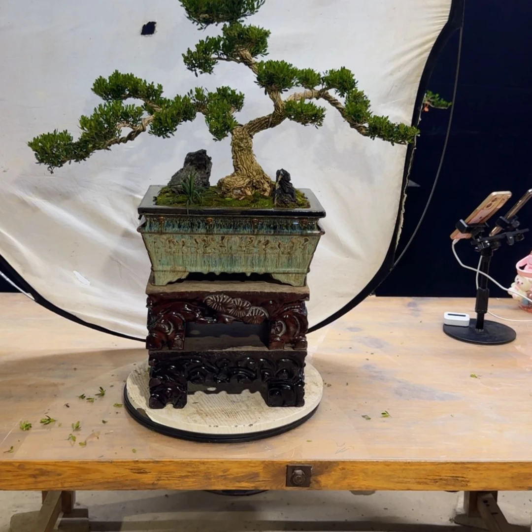 【闪购商品】高端黄杨盆景艺术