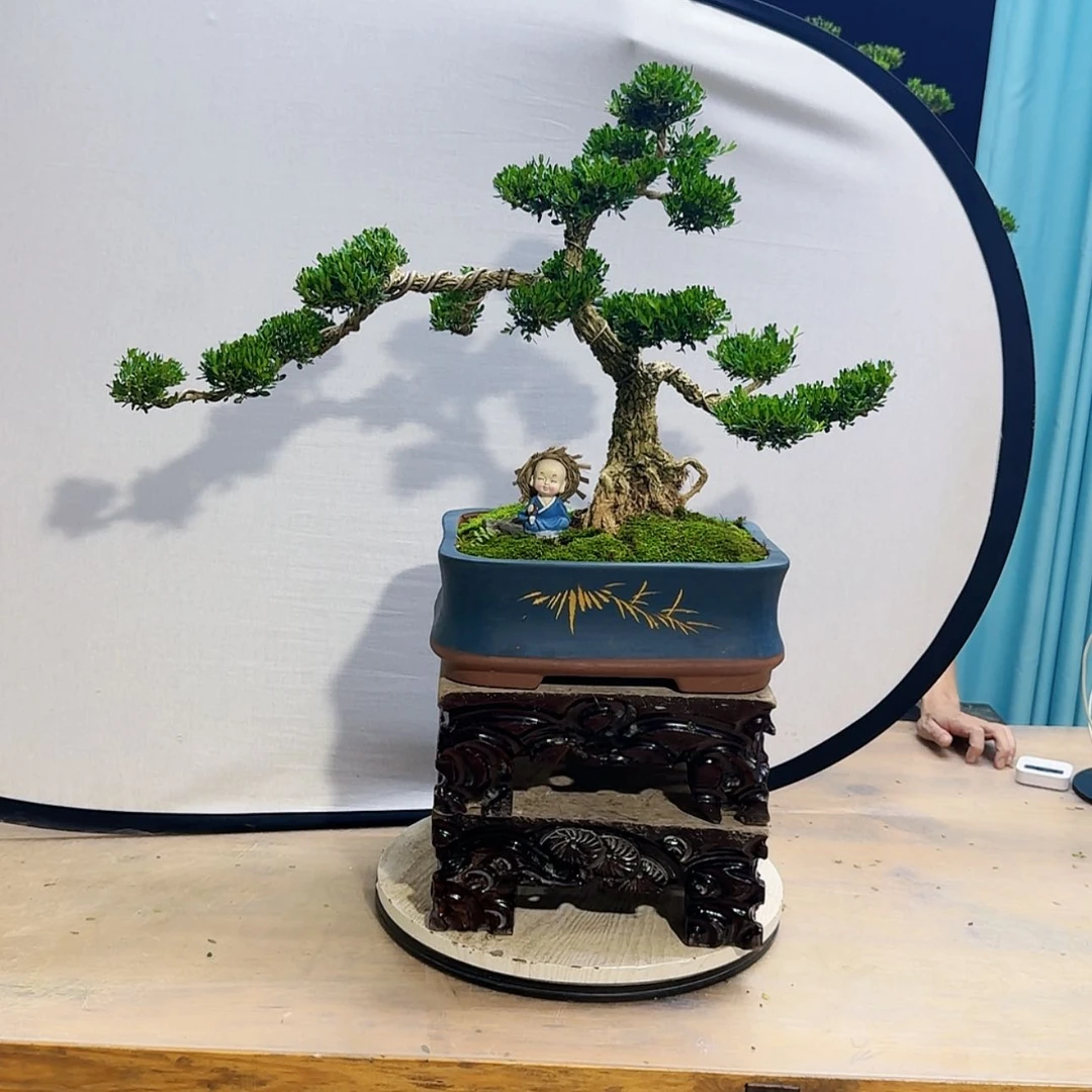 【闪购商品】高端盆景艺术作品