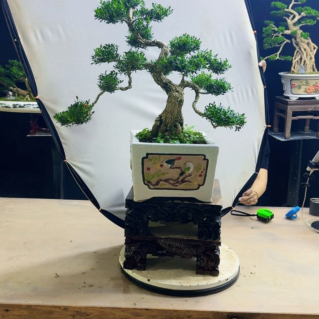 【闪购商品】高端盆景