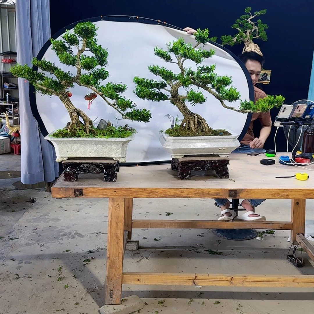 【闪购商品】高端盆景