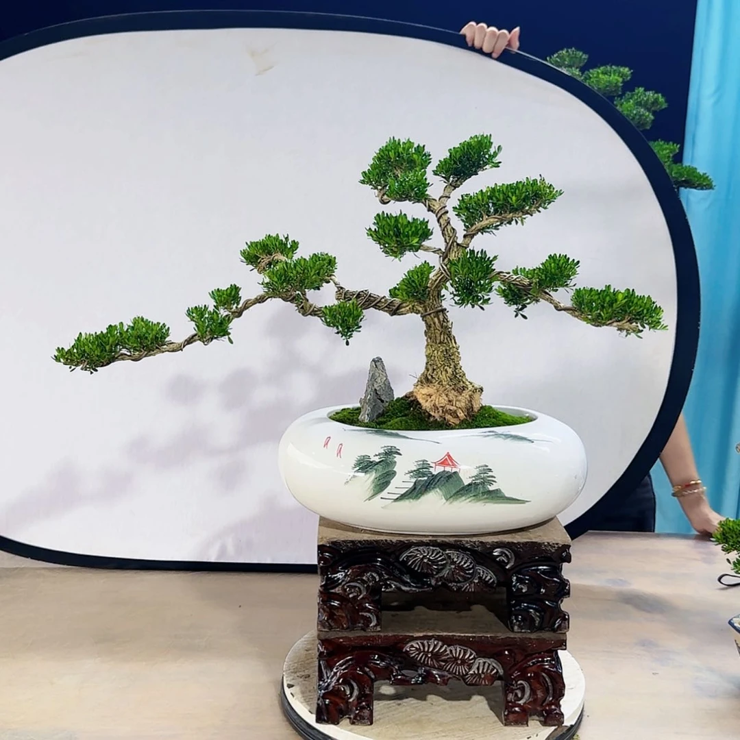 【闪购商品】高端黄杨盆景艺术