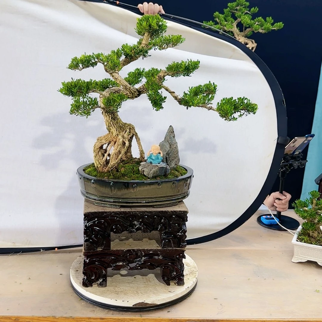 【闪购商品】高端盆景