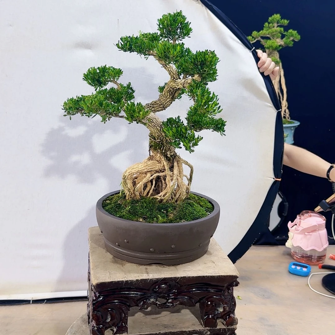 【闪购商品】高端盆景