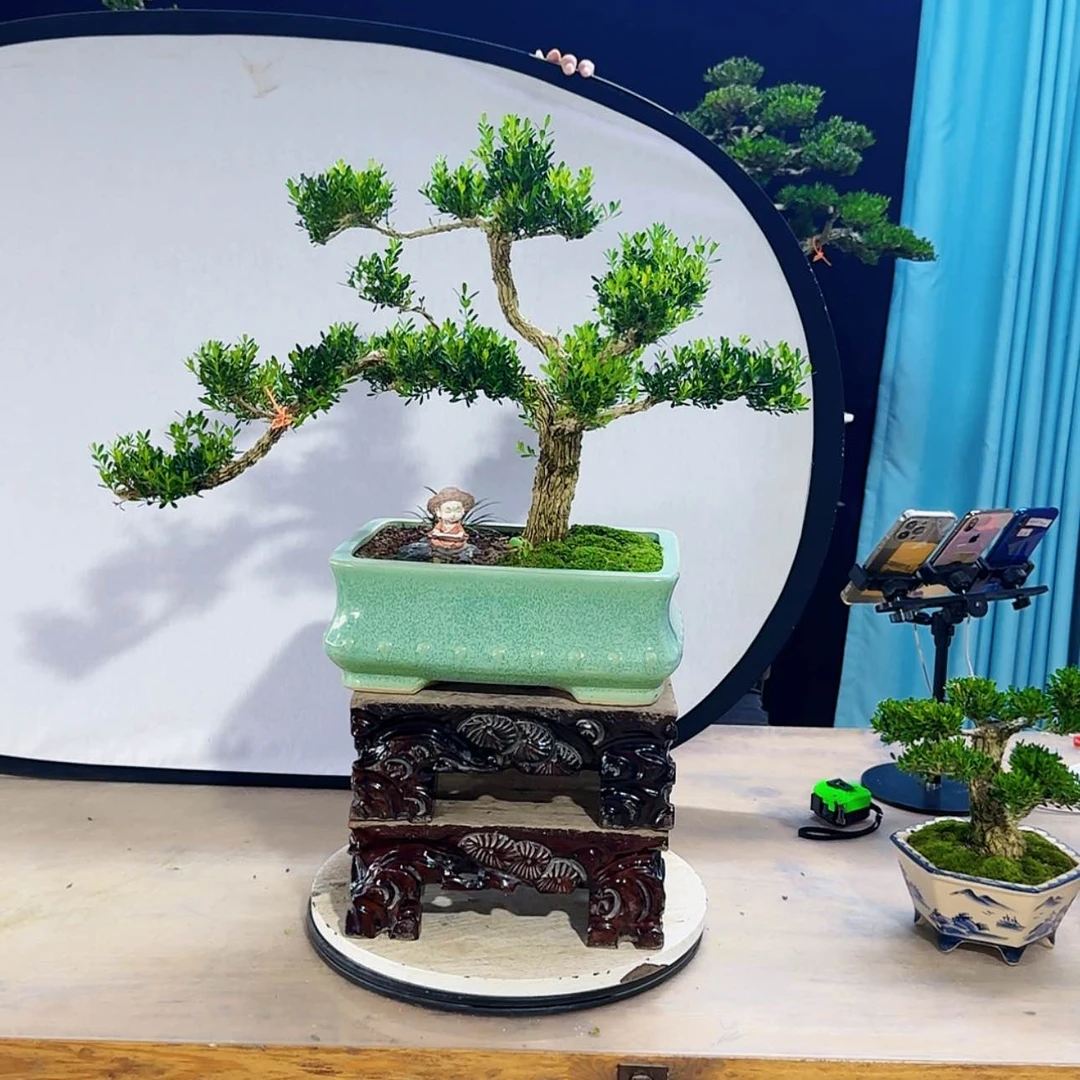 【闪购商品】高端黄杨盆景艺术