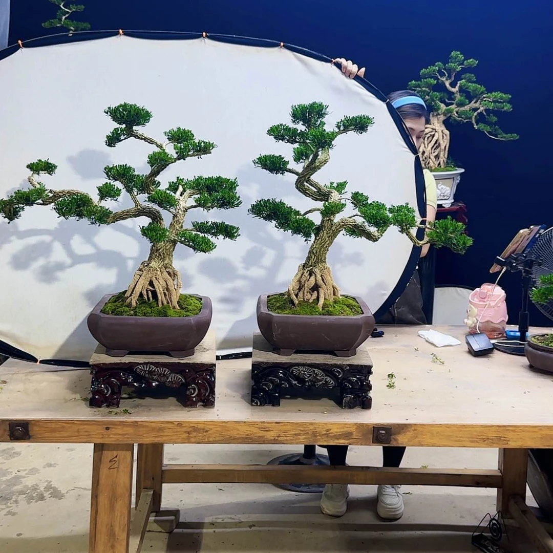 【闪购商品】高端黄杨盆景艺术小*